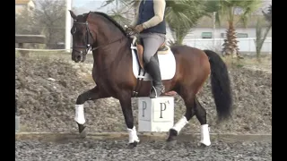 TANO 2017 , PRE-Andalusian stallion , advanced dressage 1.62 m approx 16h , December 2023 video