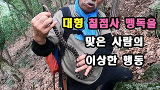 대형 칠점사 맹독을 맞은 사람의 이상한 행동, 여성 분들 클릭하지 마세요.