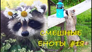 Cмешные ЕНОТЫ #18 / Приколы с ЕНОТАМИ 2021 / Funny Raccoons.