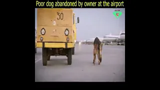 poor dog abandoned by owners at the airport