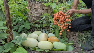 Harvest Fruit At The End Of The Season, Survival Instinct, Wilderness Alone survival, Episode 137