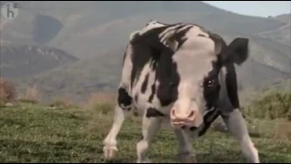 La pelea del siglo: HOMBRE VS VACA