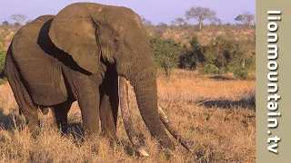 Remembering Kruger's Biggest Tusker "Duke".