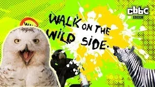 CBBC: Walk on The Wild Side - Owl Impressions