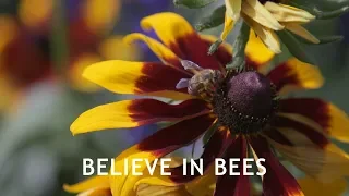 Believe In Bees - Full Documentary