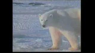 АЛЛАХ ПОЗНАЕТСЯ РАЗУМОМ - МЕХОВОЙ ПОКРОВ ПОЛЯРНЫХ МЕДВЕДЕЙ