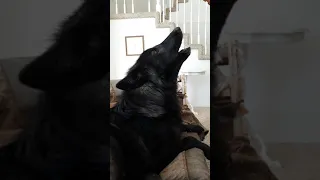 Wolf howling in response to video of himself howling!