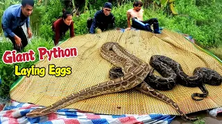 3 Brave Hunters Combined With a Girl Fights 2 Giant Pythons Laying Eggs In Mat | Mike Vlogs