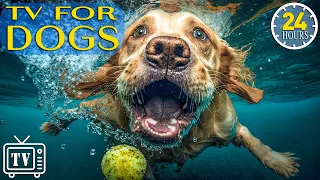 24 Hours Music for Dogs with Anxiety: TV for Dogs & Boredom Busting Videos for Dog with Music