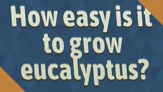 How easy is it to grow eucalyptus?