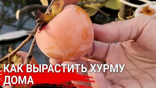 Как вырастить хурму дома