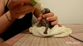 Feeding newborn kitten abandoned by his mother #LP10