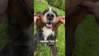 The Many Different Faces of a Bernese Mountain Dog #cutedog #bernesemountaindog #funnydogvideo #dog