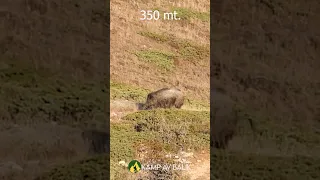 wildboar hunting slow motion, yaban domuzu avı