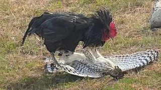 20 Roosters That Showed Who's Boss