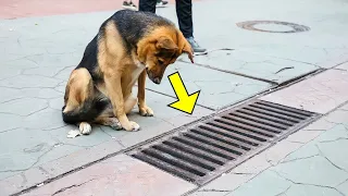 Der Hund schaute jeden Tag in den Gully und als er geöffnet wurde, waren die MENSCHEN schockiert!