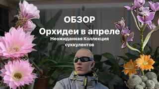 Обзор коллекции орхидей. Новые растения