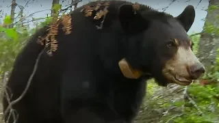 Small Bear Cub Lost in Storm | BBC Earth