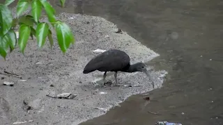 Coró coró  (Mesembrinibis cayennensis)