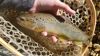 Wild Trout Fishing a Small Urban Stream