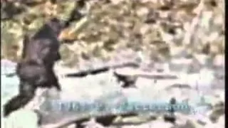 Bigfoot caught on tape (Patterson footage stabilized)