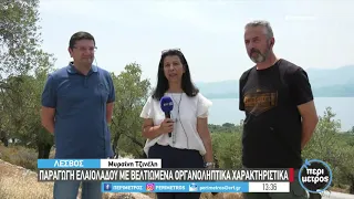 Παραγωγή ελαιολάδου με βελτιωμένα οργανοληπτικά χαρακτηριστικά