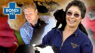 World's Craziest Cat Lady? 🐱 | Bondi Vet Clips | Bondi Vet