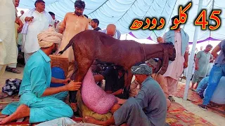 OMG 😱 || New World Of 42 KG Milk By A Goat in One Day In Faislabad || Goat Milking Competition