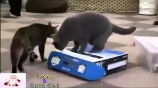 funny cats - Cats can be jerks FUNNY
