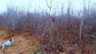 Grouse Hunting - Ruffed Grouse Society - "A Day Afield - HD"