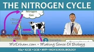 Cycles Within Ecosystems - Nitrogen Cycle - GCSE Biology (9-1)