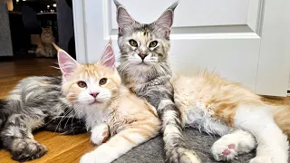 Kitten Ada vs Mama Freya!