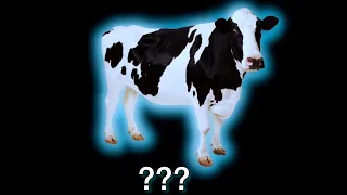 15 Cow "Moo" Sound Variations in 35 Seconds