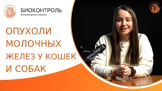 🐱 Опухоли молочных желез у кошек и собак: диагностика, лечение. Опухоли молочных желез у кошек. 18+