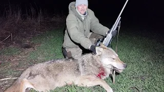 I WAS HUNTING A BEAVER AND HIT A WOLF. BOAR HUNTING