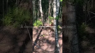 Первые шаги леопарда в лесу