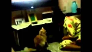 Funny Cats Compilation   Funny Cat Videos Ever  Funny Videos   Funny Animals   Funny Animal Videos 8