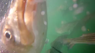 Awesome Underwater Fishing Footage - Epic Striped Bass Feeding Frenzy