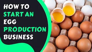 How To Start A Egg Production Business In Zimbabwe