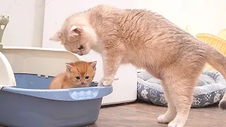 Mommy, I can use the litter box by myself. Don’t worry!