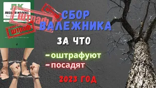 Сбор валежника 🪵 в лесу🌳🌲:  сроки👐, штрафы ₽. Новые правила с 2023 года