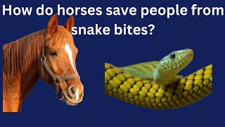 How do horses save people from snake bites? | How Do Horses Save People from Snake Bites?