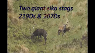 Hunting 2 giant sika stags