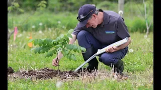 Butternut Seed Orchard