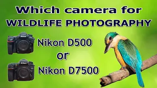 Which Camera For Wildlife Photography | Nikon D500 or Nikon D7500