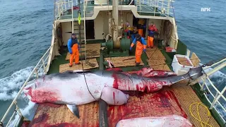 Как убивают китов