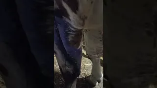 Рваная рана у коровы(лечение)