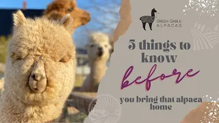 5 Things to know before you bring an alpaca home