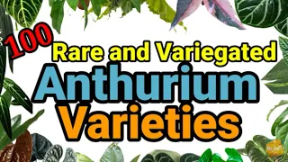 Top 100 Rare and Variegated Anthurium Varieties | Foliage Anthurium Varieties