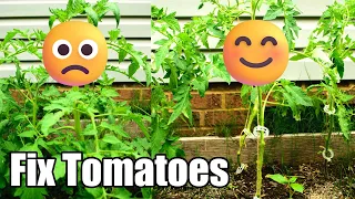 Simple DIY Tomato Trellis: Save Space & Boost Growth